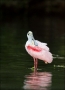 Roseate-Spoonbill;Spoonbill;Breeding-Plumage;one-animal;close-up;color-image;pho